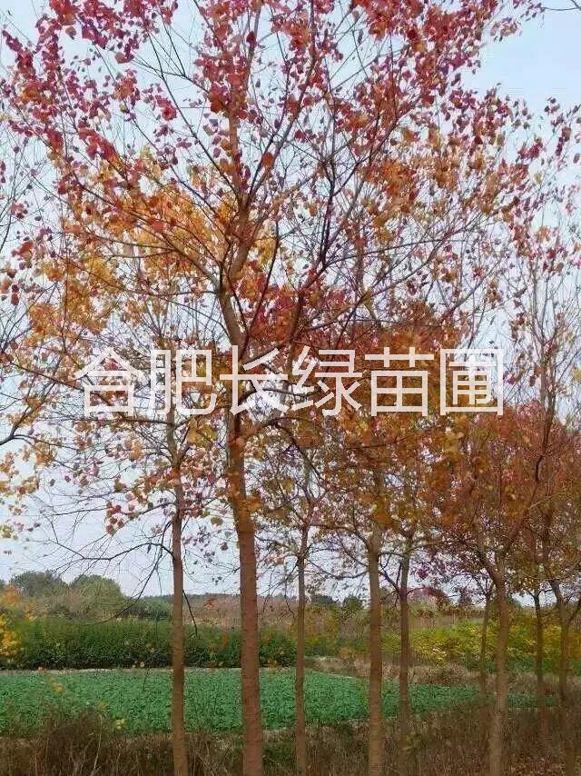 烏桕供應(yīng)商 烏桕米徑2-15公分價(jià)格 烏桕苗木種植基地