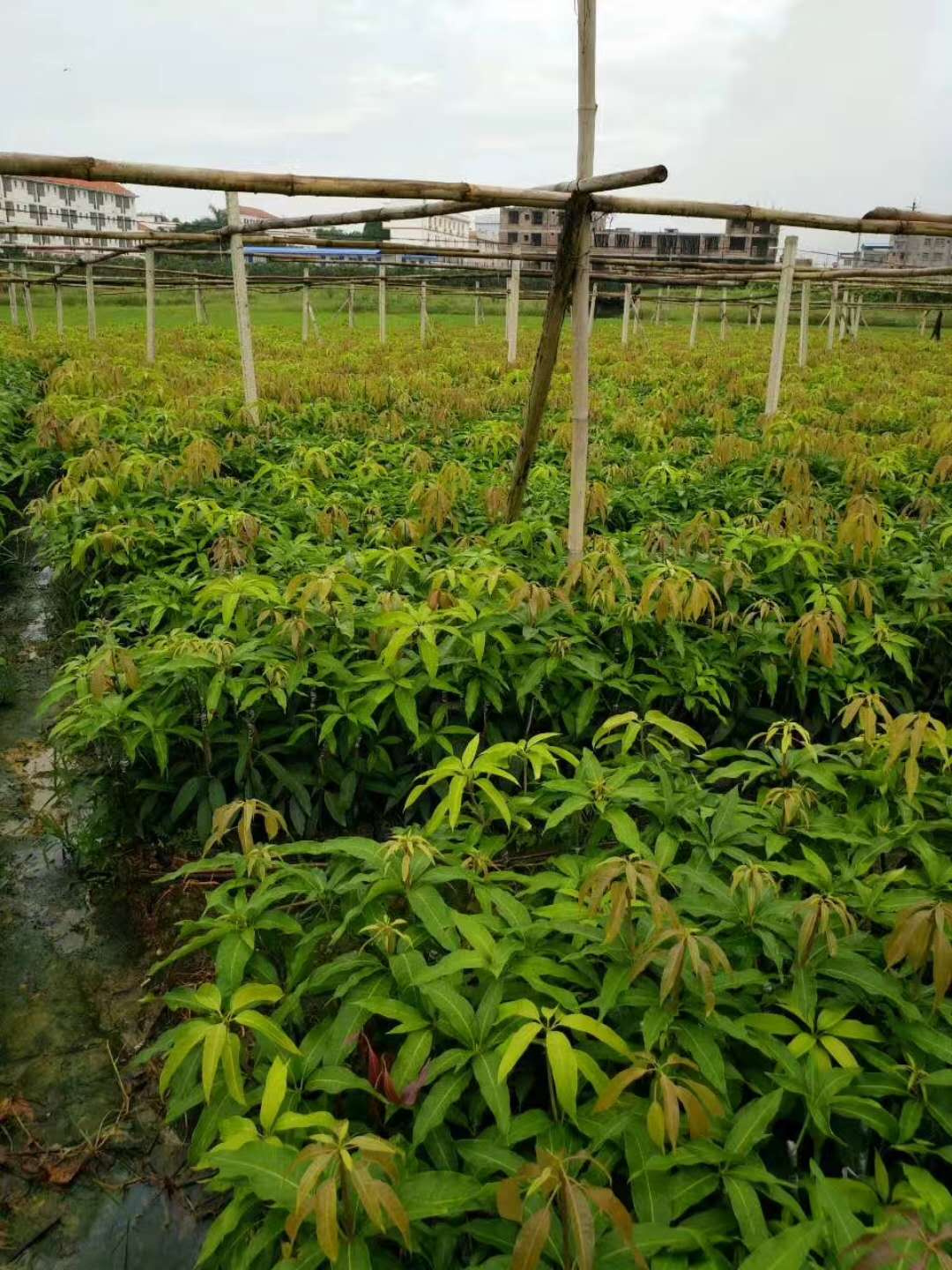 供應(yīng)貴州臺(tái)濃一號(hào)芒果苗 供應(yīng)貴州臺(tái)濃一號(hào)芒果苗批發(fā) 供應(yīng)貴州臺(tái)濃一號(hào)芒果苗價(jià)格 供應(yīng)貴州優(yōu)質(zhì)臺(tái)濃一號(hào)芒果苗