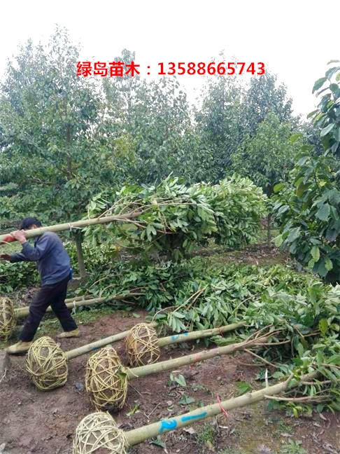 浙江大量供應(yīng)15公分樂(lè)昌含笑