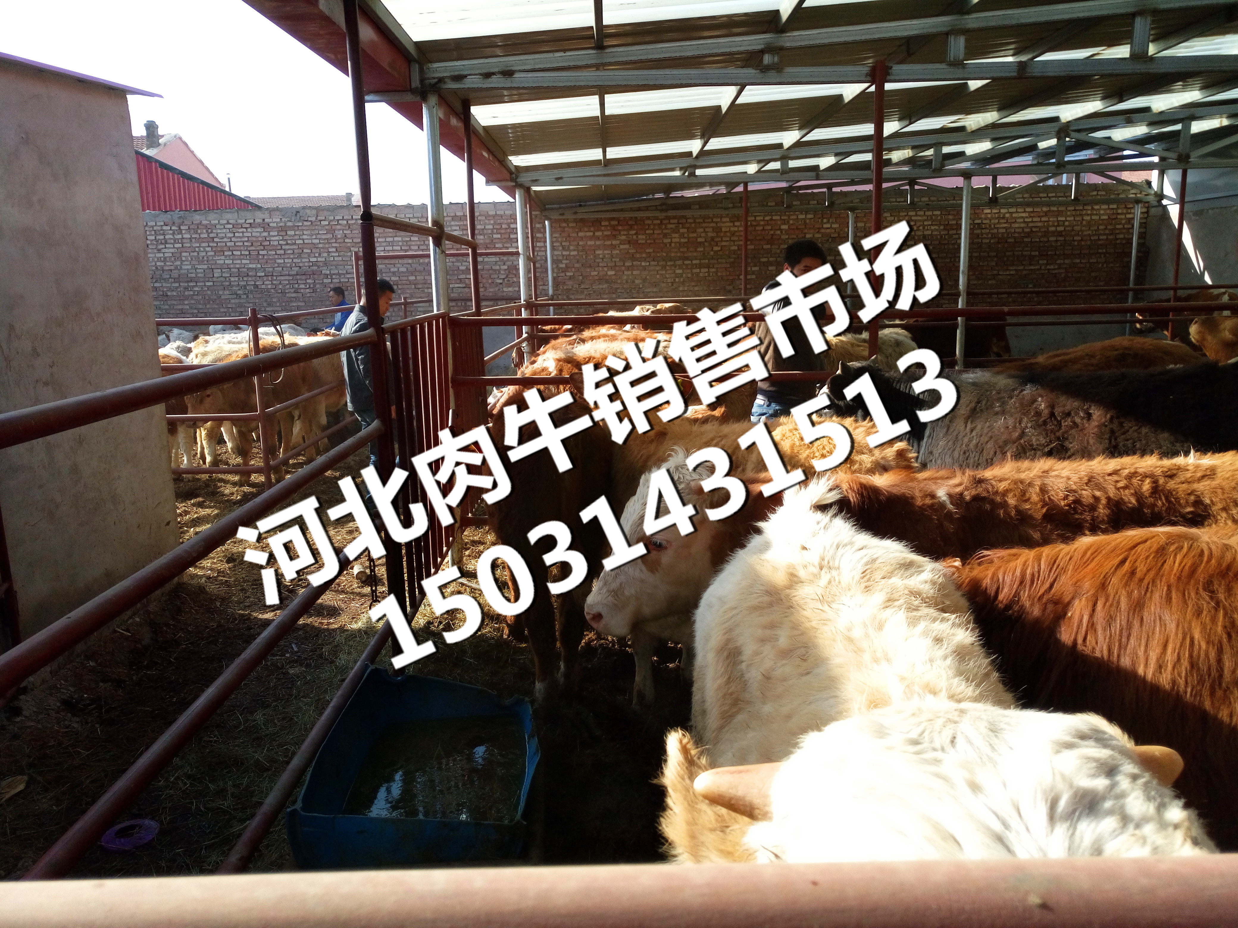 肉牛-養(yǎng)殖用的草原肉牛犢