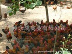 廣州*特優(yōu)麻黃公雞苗 廣州麻黃公雞苗批發(fā) 廣州麻黃公雞苗供應(yīng)商 廣州麻黃公雞苗報價
