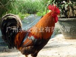 廣州土雜雞苗批發(fā)  廣州土雜雞苗 廣州土雜雞苗價(jià)格 廣州土雜雞苗供應(yīng)商