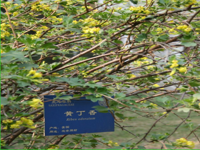 香茶鑣子 廊坊香茶鑣子 山東香茶鑣子 天津香茶鑣子 北京香茶鑣子 固安香茶鑣子 津南香茶鑣子 優(yōu)質(zhì)香茶鑣子 香茶鑣子種植