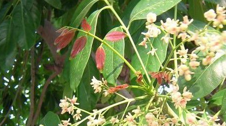 廣東桃花心木·桃花心木價(jià)格·桃花心木基地批發(fā)