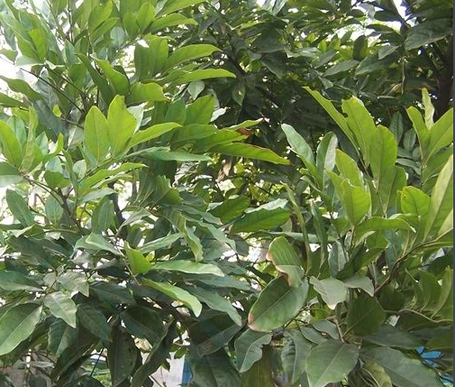 廣東海南紅豆、優(yōu)質(zhì)海南紅豆、海南紅豆直銷