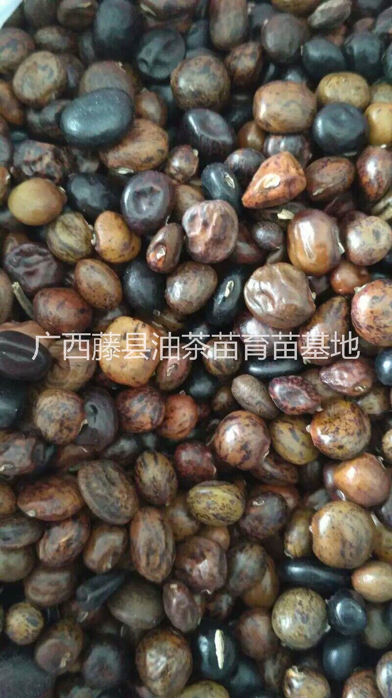 中葉牛大力種子 2019年新種