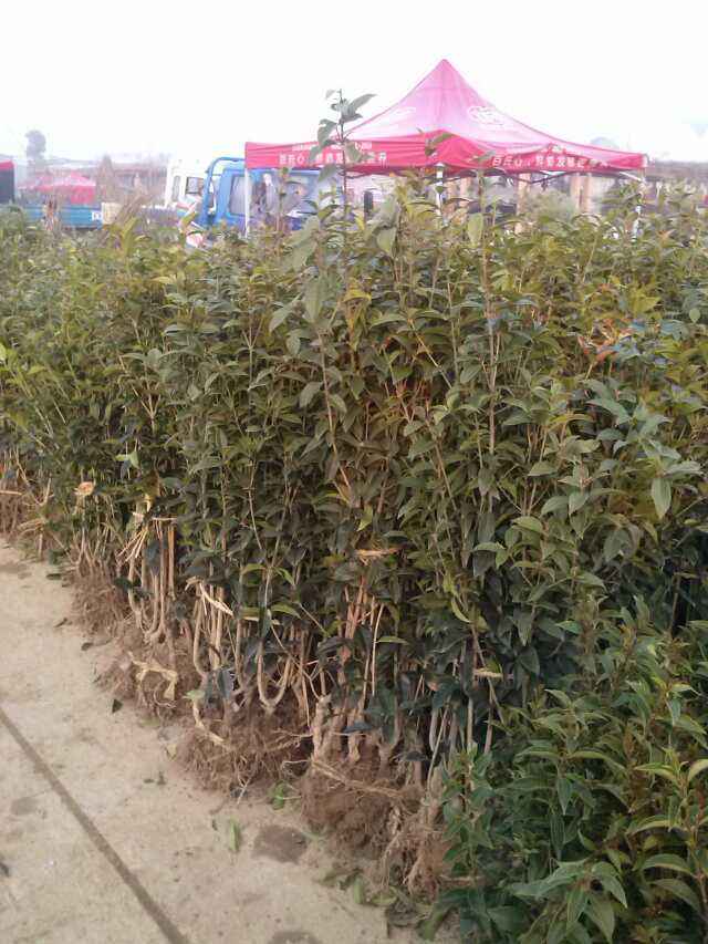 湖南桂花種植基地|湖南桂花批發(fā)價(jià)格|湖南桂花小苗批發(fā)|湖南桂花*基地
