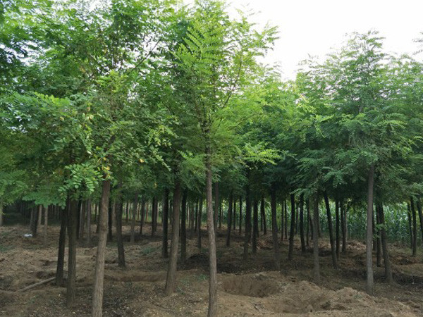 刺槐批發(fā)價格   刺槐 寧夏刺槐  刺槐種植基地