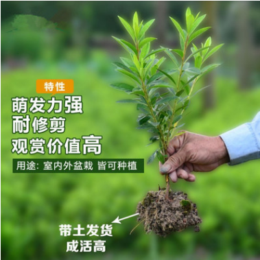 基地直銷杜鵑樹苗 杜鵑苗木 樹苗四季常青庭院綠化苗木 供應(yīng)杜鵑樹苗批發(fā)