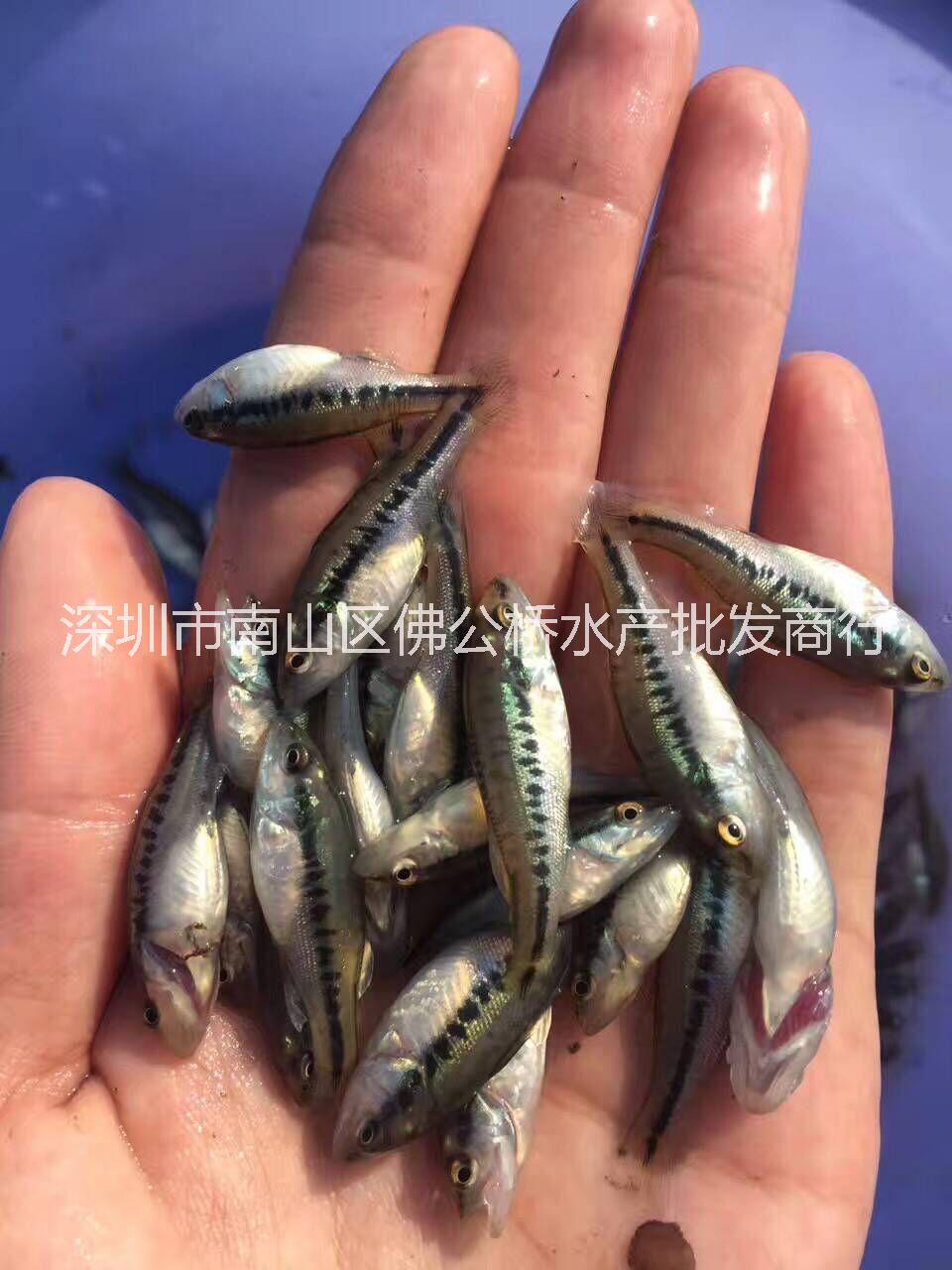 2018 活體養(yǎng)殖 魚苗批發(fā) 大口黑鱸 加州鱸魚苗 鱸魚苗 魚苗