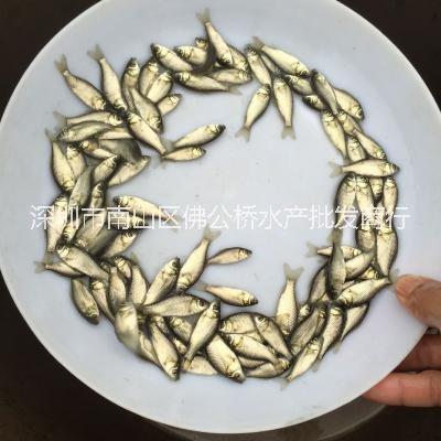 產(chǎn)地直銷 鯽魚苗 雜交鯽魚 中科三號鯽魚苗 活體養(yǎng)殖 淡水種苗 湘云鯽 工程鯽