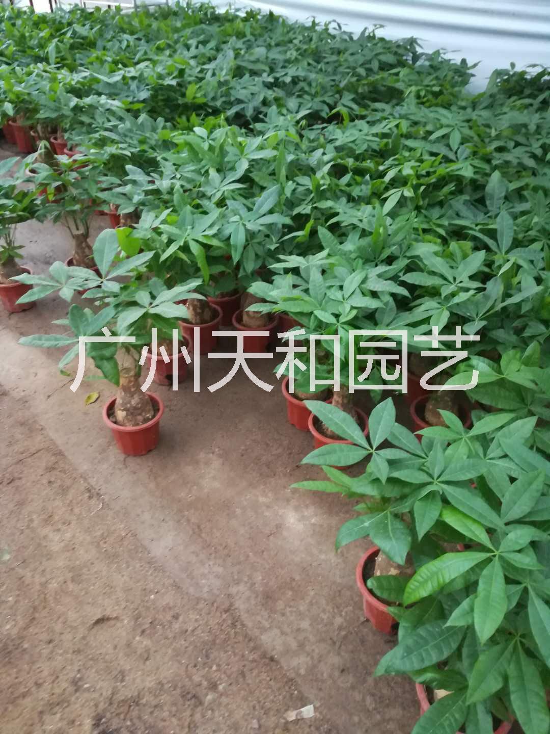 發(fā)財樹盆栽 室內綠植盆栽 直桿發(fā)財樹 廣州發(fā)財樹基地批發(fā)