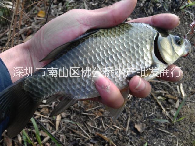 產(chǎn)地直銷 鯽魚苗 雜交鯽魚 中科三號鯽魚苗 活體養(yǎng)殖 淡水種苗 湘云鯽 工程鯽