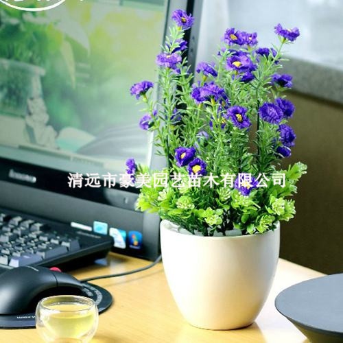 清遠租擺陰生植物·供應租擺陰生植物·租擺陰生植物人員 13679544425 豪美綠化護理租擺公司