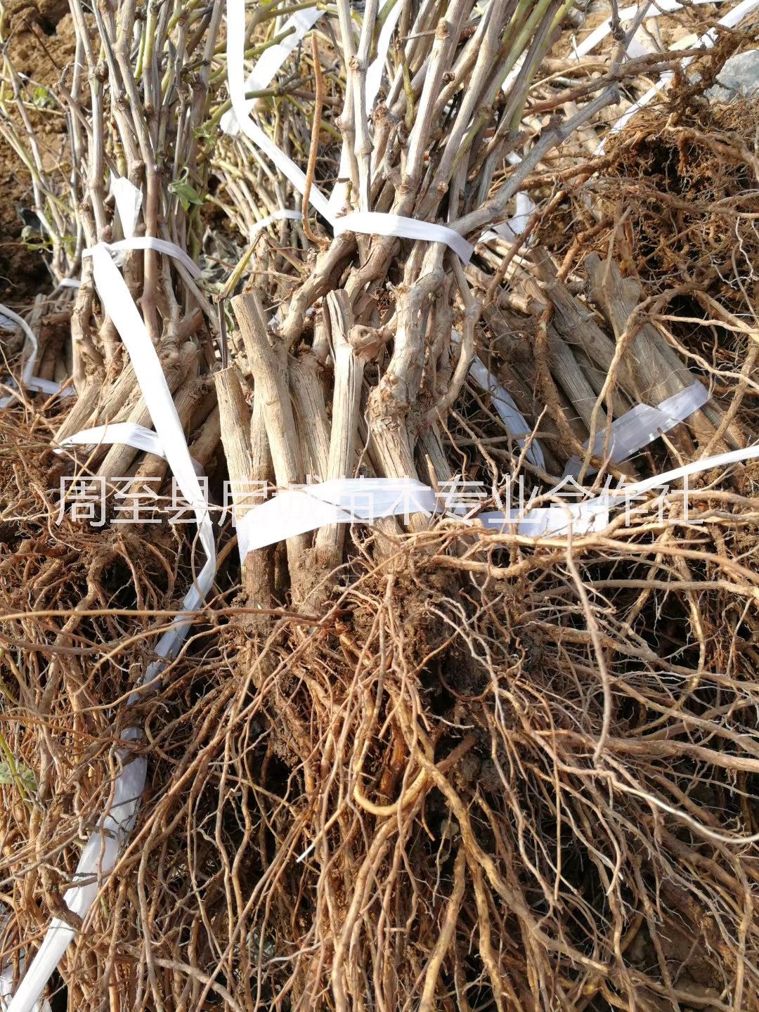 戶太八號葡萄苗 葡萄苗價格 葡萄苗批發(fā) 占地戶太八號葡萄樹 葡萄苗基地