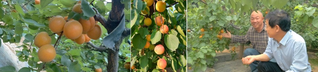 果樹葉面肥柑橘葉面肥開*酶果蔬三寶果樹葉面肥?；ū９?  title=