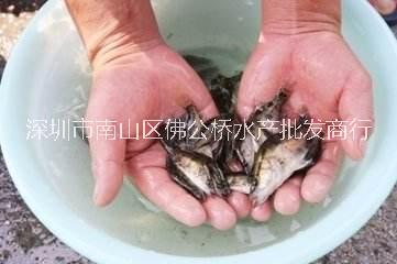 優(yōu)質(zhì) 鱖魚(yú)苗 翹嘴鱖魚(yú)苗 鱖花魚(yú)苗 桂花魚(yú) 鰲花魚(yú) 魚(yú)苗批發(fā)