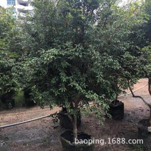 嘉寶果苗  廣東嘉寶果 廣東嘉寶果苗廠家 惠州嘉寶果苗價(jià)格 博羅縣嘉寶果批發(fā)