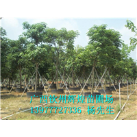 秋楓樹 秋楓樹供應(yīng)商 秋楓樹價格 廣西秋楓樹批發(fā)
