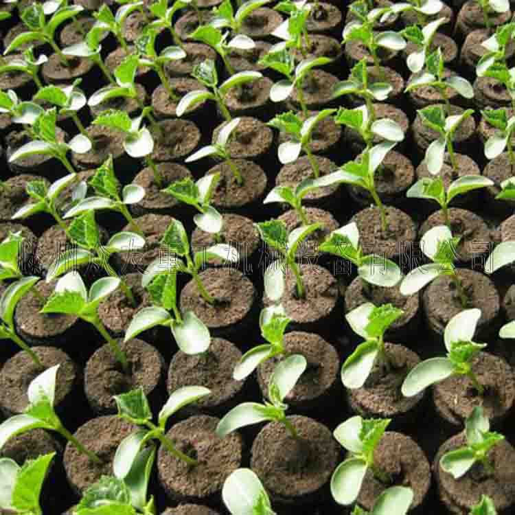 200T育苗塊成型機(jī)  一模出49塊  廠家直銷