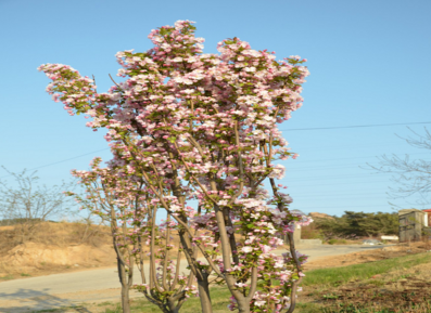 西府海棠 河北西府海棠 廊坊西府海棠 固安西府海棠 遼寧西府海棠 山東西府海棠 四川西府海棠 吉林西府海棠 河南西府海棠