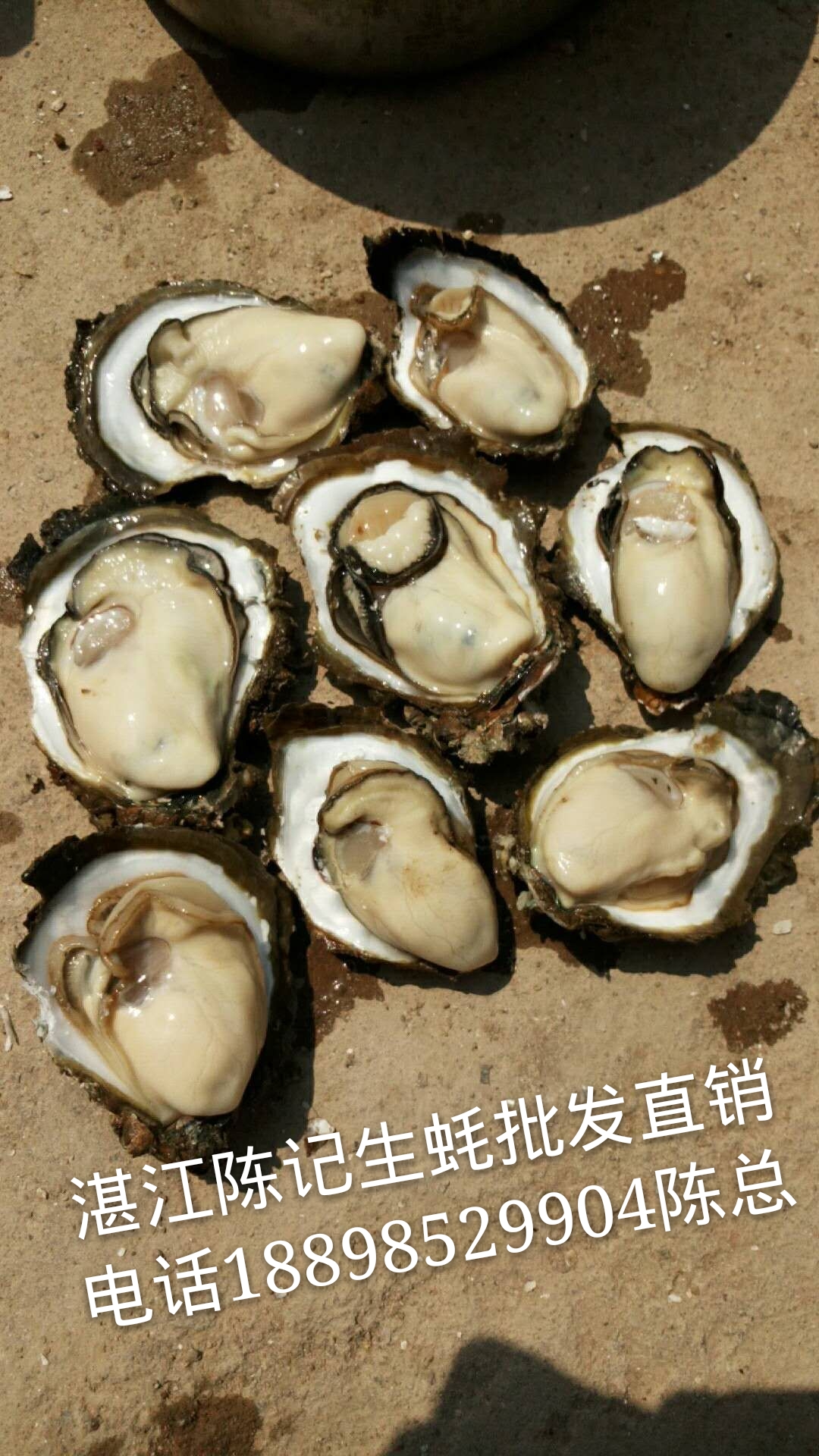 廣州生蠔批發(fā) 湛江生蠔批發(fā)