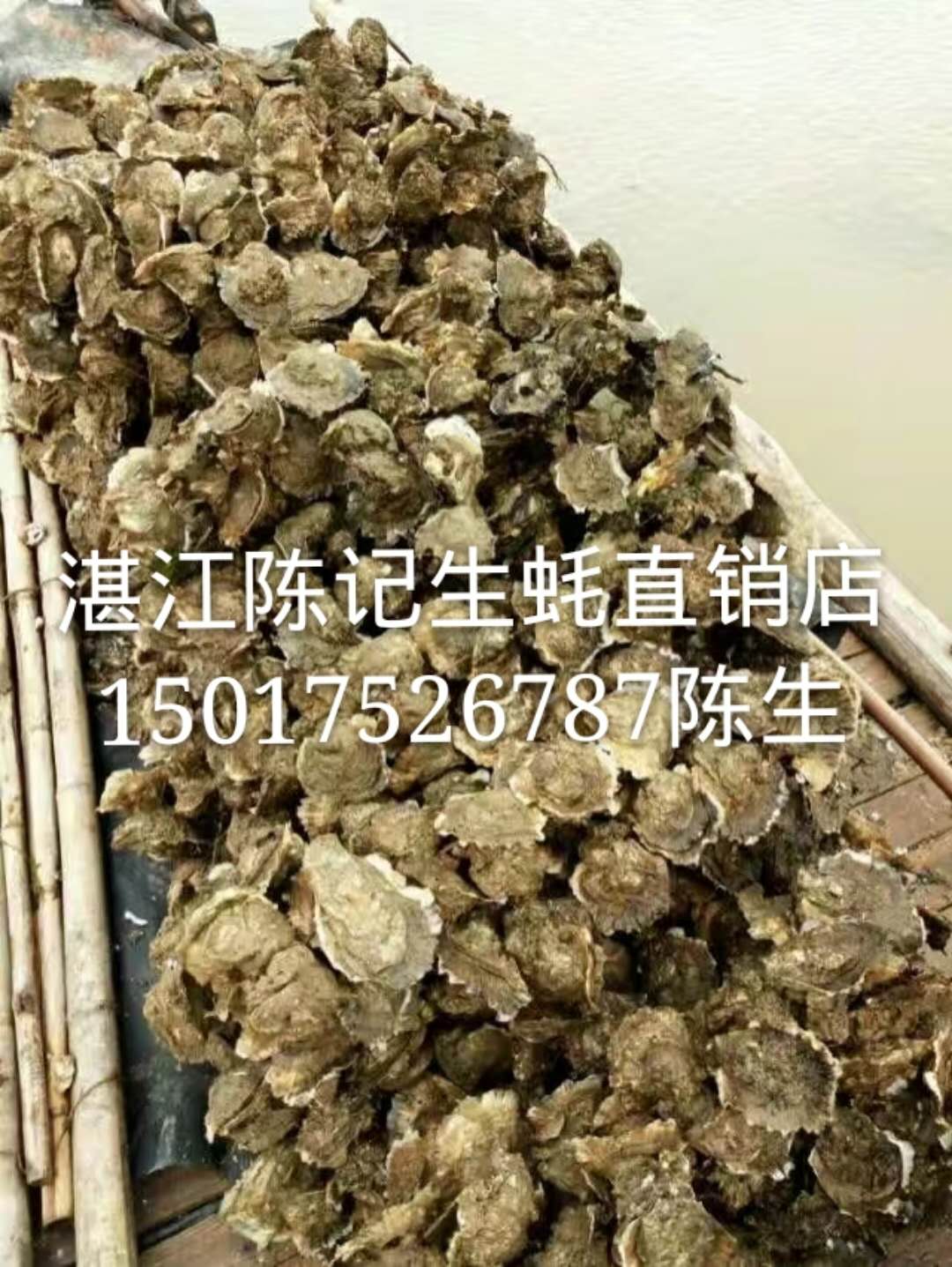 湛江生蠔批發(fā)_供應湛江生蠔批發(fā)