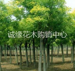 供應(yīng)國(guó)槐_1-10公分國(guó)槐_國(guó)槐價(jià)格_國(guó)槐小苗 誠(chéng)緣花木購(gòu)銷中心