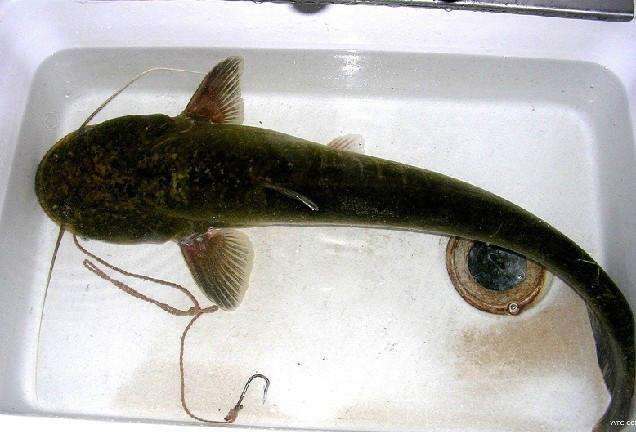 供應鯰魚魚苗苗_歡迎蒞臨基地參觀_*鯰魚魚苗 大口鯰魚苗 深圳大口鯰魚苗