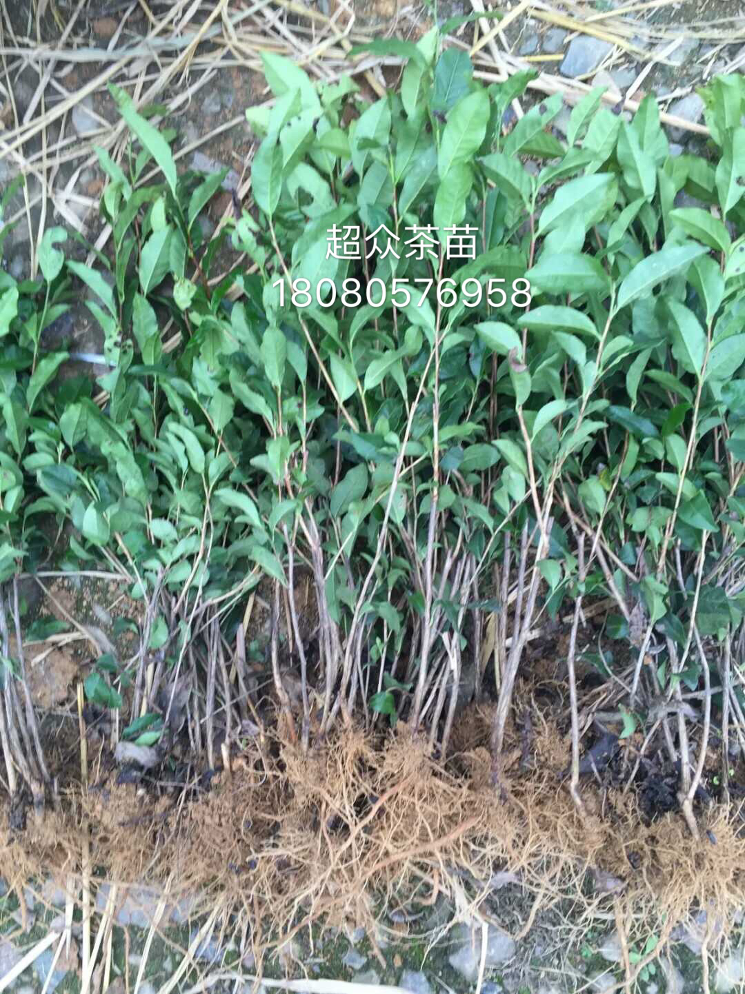 中茶108茶苗 福選九號(hào)茶苗 茶苗價(jià)格  25公分高茶苗