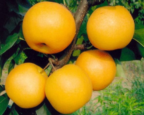 稀世紅梨苗，晚秋黃梨苗，富硒梨苗，愛宕梨苗，圓黃梨苗