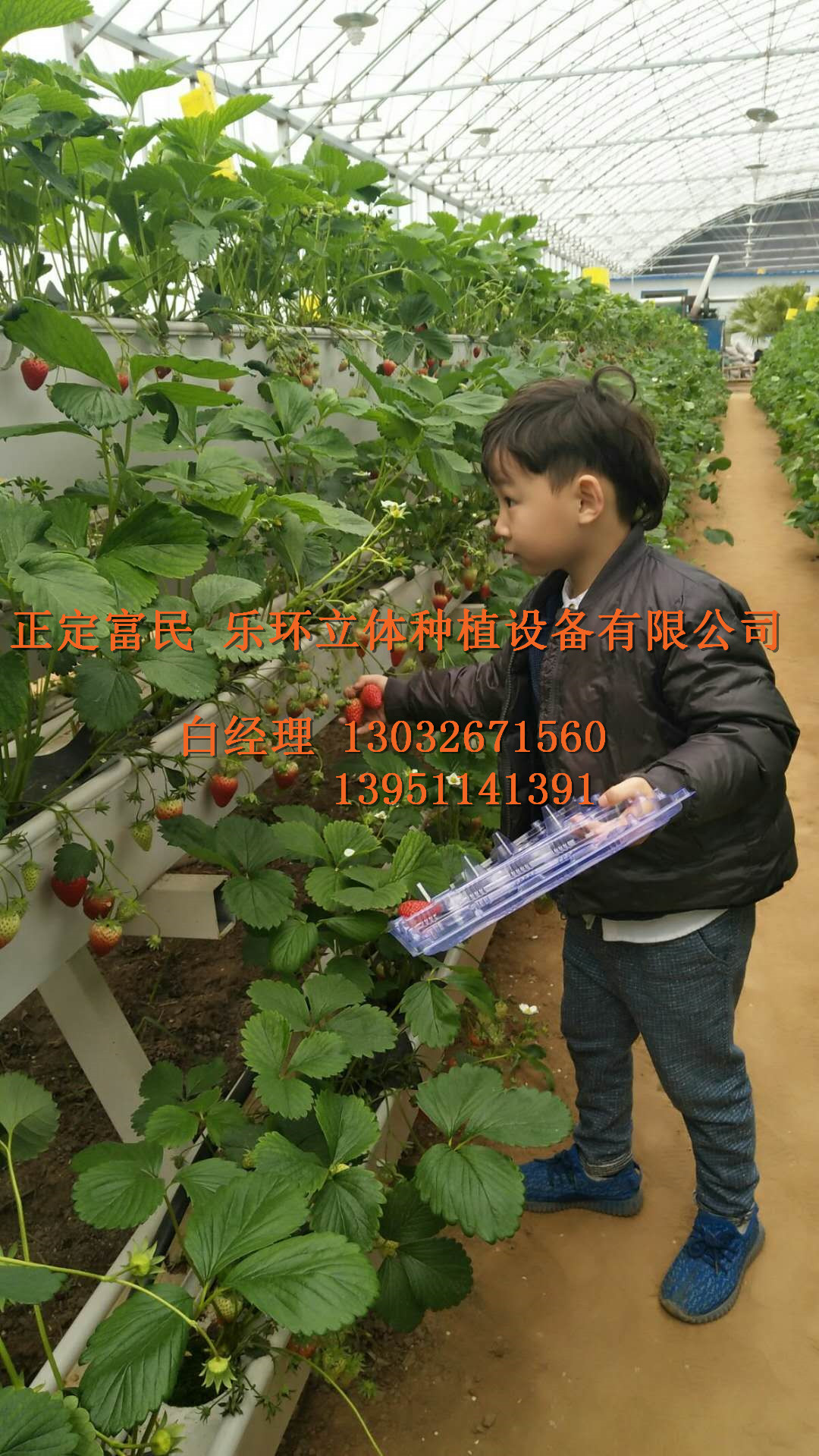 生態(tài)園草莓種植槽   草莓種植槽   生態(tài)園蔬果種植槽