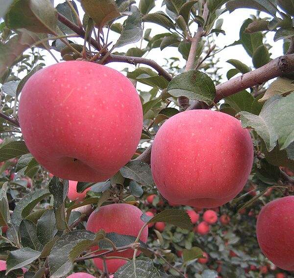煙富3蘋果苗，煙富0蘋果苗，煙富8 蘋果苗，魯麗蘋果苗