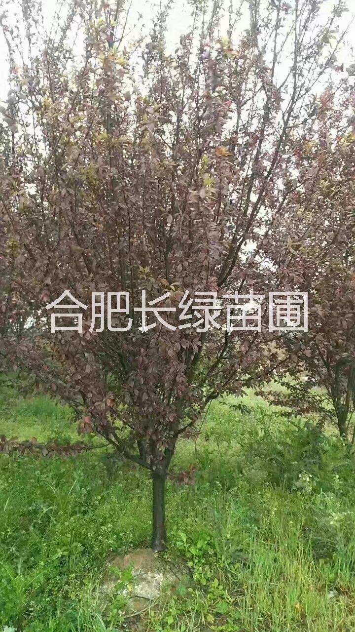 安徽合肥紅葉李地徑2-15公分價格，肥西叢生紅葉李苗圃基地