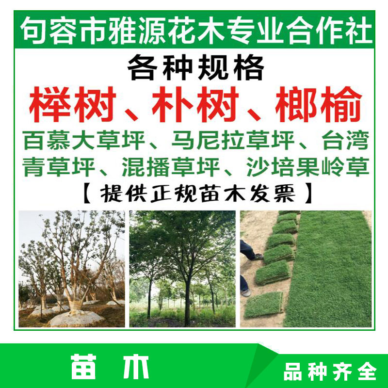 綠化小苗 叢生櫸樹/樸樹小苗 烏桕/雞爪槭/香樟/石楠綠化工程苗木