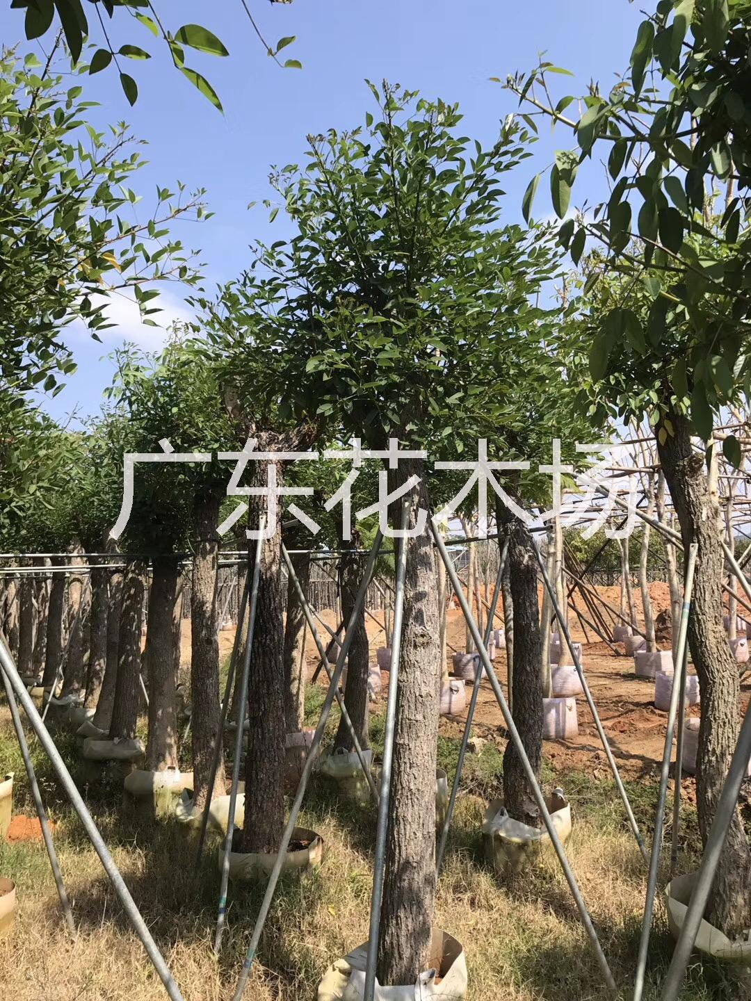 雞冠刺桐|雞冠刺桐價(jià)格|雞冠刺桐批發(fā)價(jià)格|雞冠刺桐批發(fā)電話