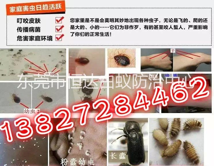東莞專業(yè)滅白蟻公司,你身邊的白蟻