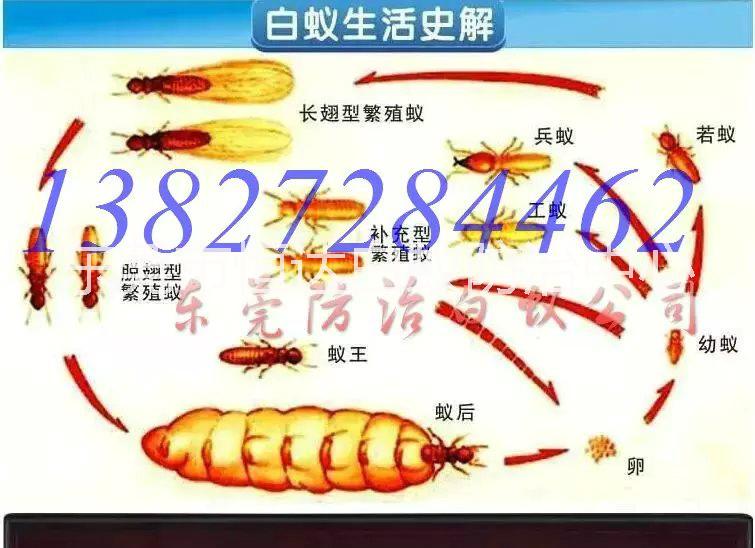 高埗鎮(zhèn)石碣鎮(zhèn)茶山寮步鎮(zhèn)白蟻防治