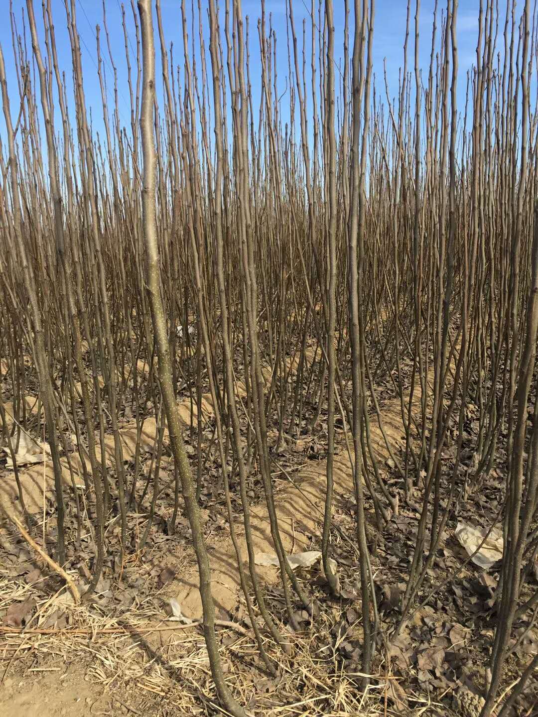 秦皇島市梨樹苗 秦皇島市梨樹苗基地 廊坊市梨樹苗
