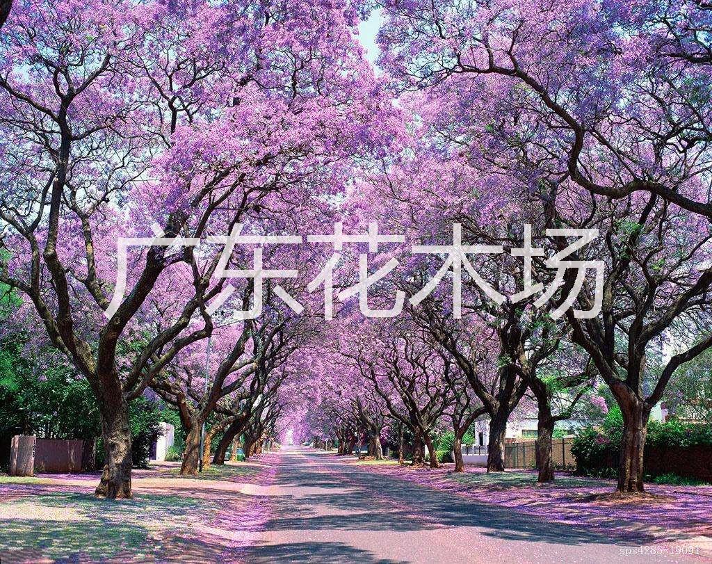 藍(lán)花楹|藍(lán)花楹批發(fā)|藍(lán)花楹批發(fā)價(jià)格
