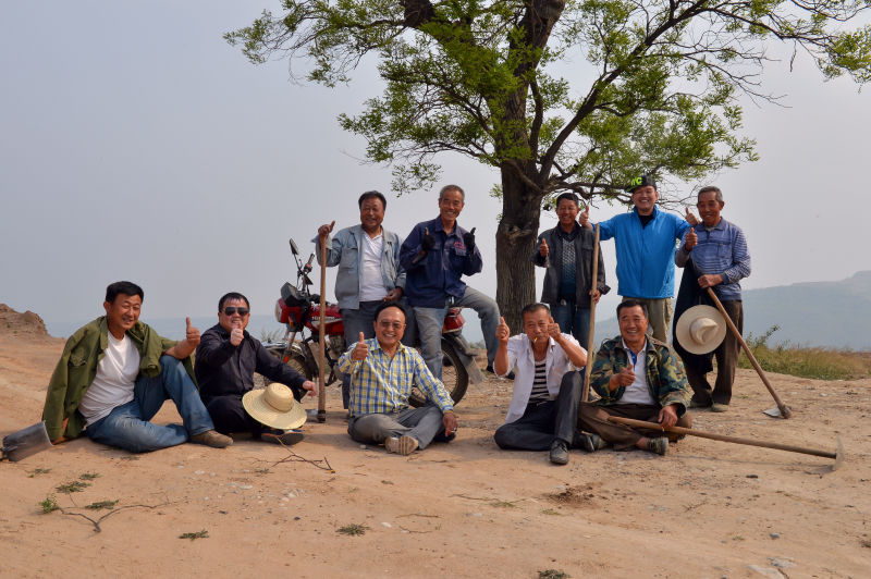 山西槐米茶價格 山西槐米茶賣價 山西槐米茶培育 山西槐米茶哪家好