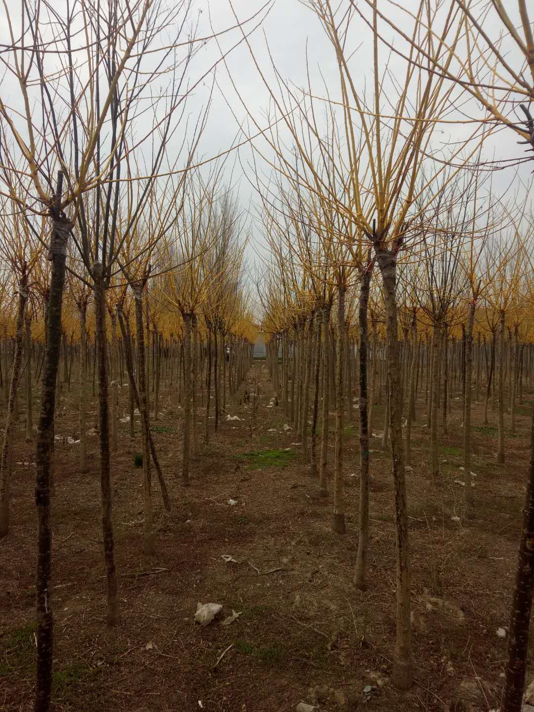 山東順源苗木基地出售大小規(guī)格金枝