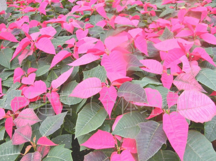 圣誕紅|山東圣誕紅種植基地 山東青州圣誕花卉 一品紅種植 圣誕花卉 一品紅批發(fā)價格