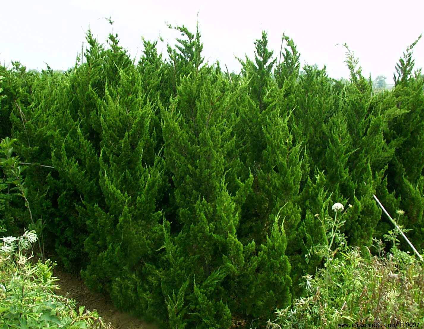 山東造型龍柏種植基地直銷價格