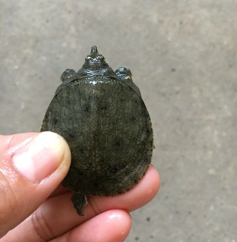 甲魚(yú)水魚(yú)苗 廣東哪里有甲魚(yú)水魚(yú)苗批發(fā) 廣州甲魚(yú)水魚(yú)苗哪里有 甲魚(yú)水魚(yú)苗批發(fā) 甲魚(yú)水魚(yú)苗養(yǎng)殖熱線電話