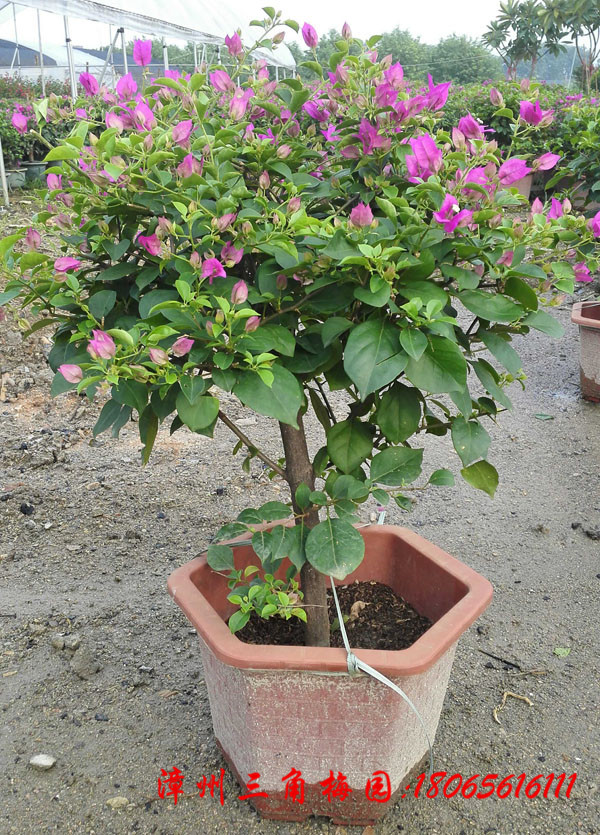 三角梅造型球高度50-8CM 三角梅球 紫色花三角梅 三角梅基地