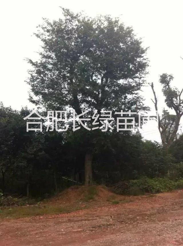 安徽樸樹 榔榆 三角楓 黃連木 叢生紅葉李 合肥苗圃 肥西苗木批發(fā)價格