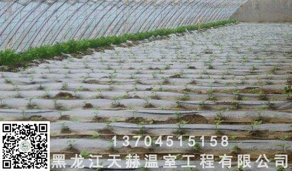 農(nóng)業(yè)節(jié)水灌溉、溫室水肥一體化之滴灌技術(shù) 農(nóng)業(yè)節(jié)水灌溉一體化之滴灌技術(shù)