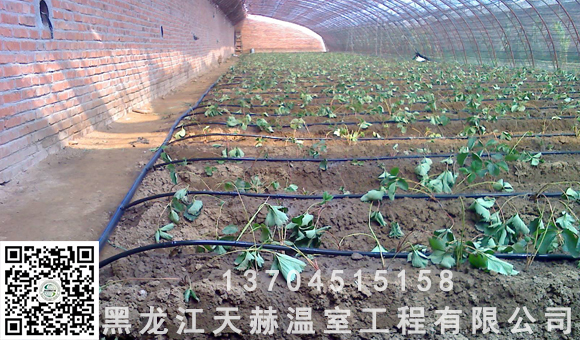 農(nóng)業(yè)節(jié)水灌溉、溫室水肥一體化之滴灌技術(shù) 農(nóng)業(yè)節(jié)水灌溉一體化之滴灌技術(shù)