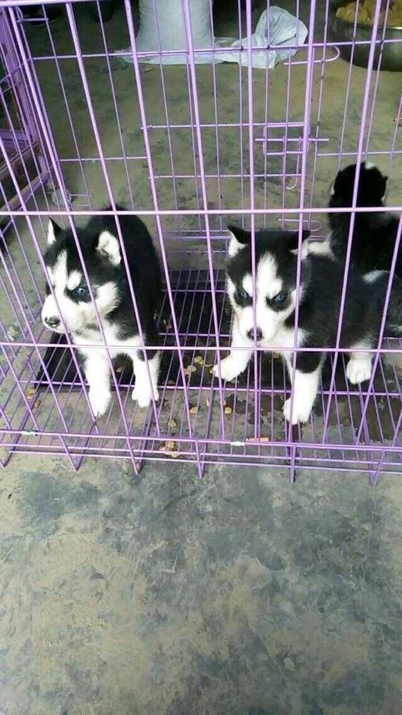 哈士奇，哈士奇犬的價格，純種哈士奇，純種哈士奇多少錢